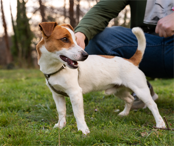 Cómo detectar el dolor articular en perros y gatos